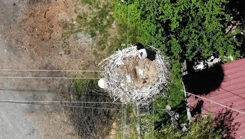 Baharın Müjdecisi: 22 Yıldır Aynı Yuvada Yaşayan Kuş Türü
