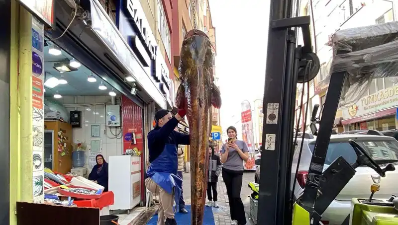 Meriç Nehri’nde Yakalanan Dev Balık: 3 Metre Uzunluğunda ve Satışta!