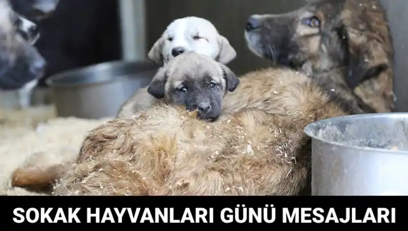 Dünya Sokak Hayvanları Günü: Farkındalık Yaratmanın Tam Zamanı!