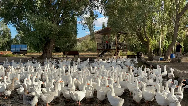 Sofralık Lezzet: 2500 Liralık Ürün Bu Yıl Neden 6000 Lira?