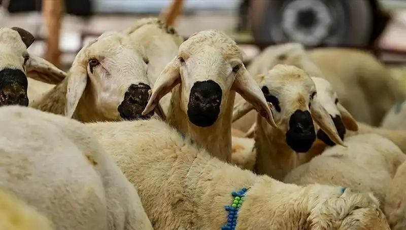 Kurban Bayramı Tarihleri ve Uzun Bayram Tatili İhtimali Hakkında Merak Edilenler