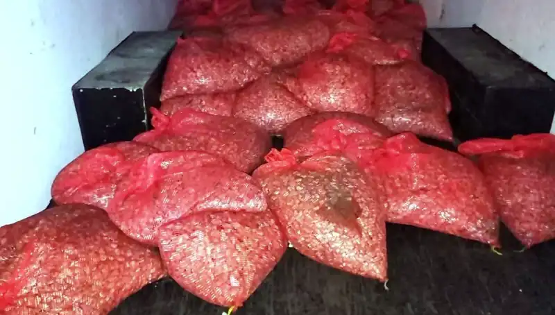 Samsun'da 1,5 Ton Kaçak Midye Operasyonu: Denizdeki Tehlike Ortaya Çıktı