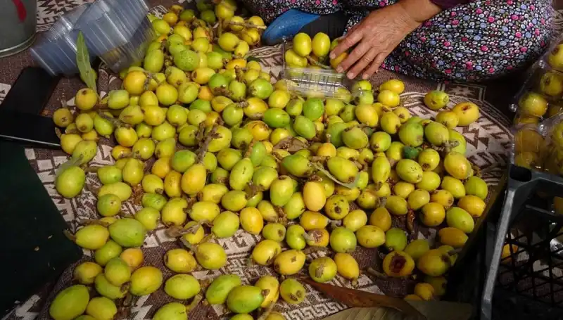 Muşmula Hasadı Başladı: Fiyatlar 150 TL'yi Buldu, Talep Nasıl?
