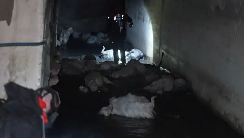 Hayvanlar Abartılı Koku Nedeniyle Yok Oluyor: Gizemli Felaketin Sebebi Nedir?
