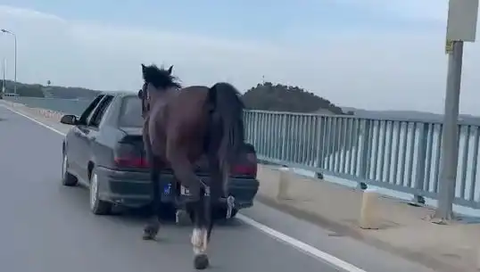 Adana'da Atlarına Ezi yeten Vahşi Zanlı Tutuklandı