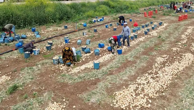 Soğan Hasadı Başladı: Fiyatlar Düşüşe Geçti, Pazar Hareketlendi