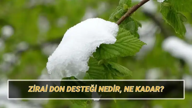 Zirai Don Desteği: Ne Kadar, Kimler Alacak ve Hangi İlleri Kapsıyor?
