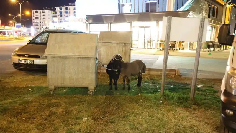 Yola Düşen "Mor Karaman" Irkı Koyunlar, Kaderine Terk Edildi