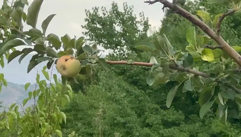 Yüzyılın Don Olayı: Sadece Bir Elma Yetişti, Hem de Çürük!