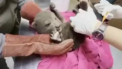 Karabük'te Şok Eden Görüntü: Yavru Bozayı Kimseye Zarar Vermedi!
