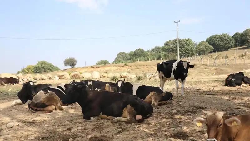Şap Hastalığına Karşı Önlem: 22 Köyde Giriş-Çıkış Kısıtlaması Uygulandı