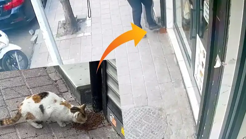 Kedilerin Mamalarını Dağıtan Gizemli Saldırgan: Kim Bu Şahıs?