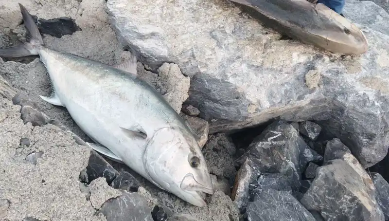 18 Bin TL’ye Satılan 65 Kilogramlık Balık Avı Şaşırttı