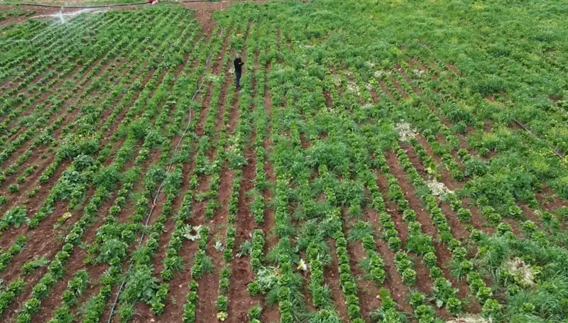 Marul Hasadında Kuraklığın Etkileri: Üreticiler Ne Yapacak?