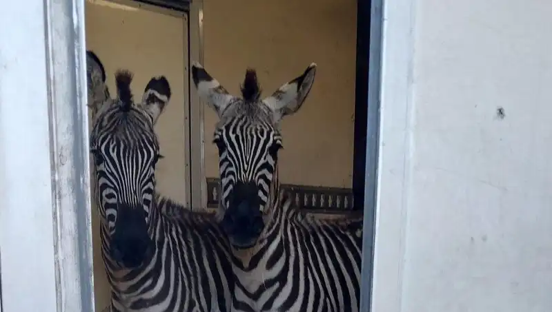 Sınırda Şok Olay: Minibüsten Çıkan Zebra, Maymun ve Diğer Yabani Hayvanlar