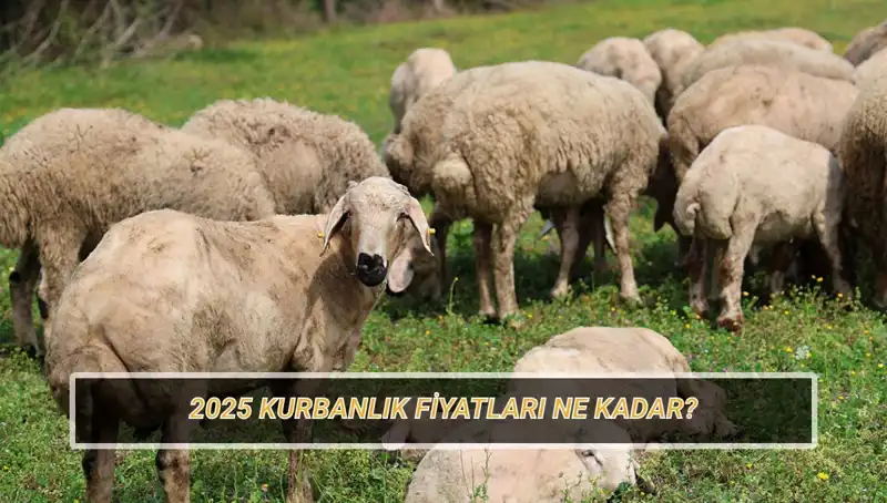 2025 Kurbanlık Fiyatları: Büyükbaş ve Küçükbaş Kurban Fiyatları Açıklandı